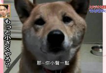 會控制音量的狗? 氣音叫聲蠻詭異的 控制音量的狗1