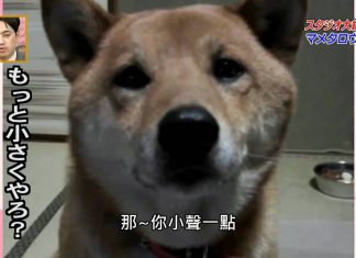 會控制音量的狗? 氣音叫聲蠻詭異的 控制音量的狗1