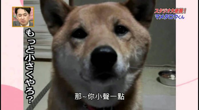 會控制音量的狗? 氣音叫聲蠻詭異的 控制音量的狗1