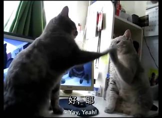 兩隻貓配合法國童謠的節奏打拳~默契十足! 拍手貓1