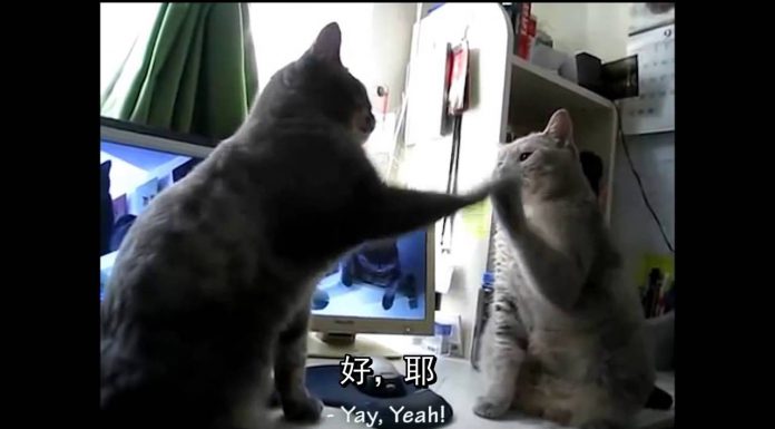 兩隻貓配合法國童謠的節奏打拳~默契十足! 拍手貓1
