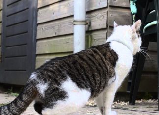 翻滾吧! 貓咪~ 翻滾貓1