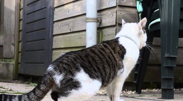 翻滾吧! 貓咪~ 翻滾貓1