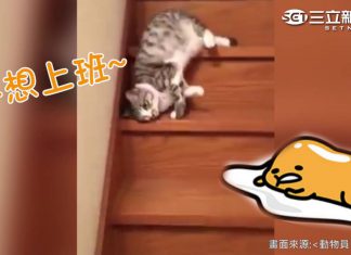 就是不想走樓梯? 讓喵星人告訴你最萌的下樓法! 滑樓梯的貓1