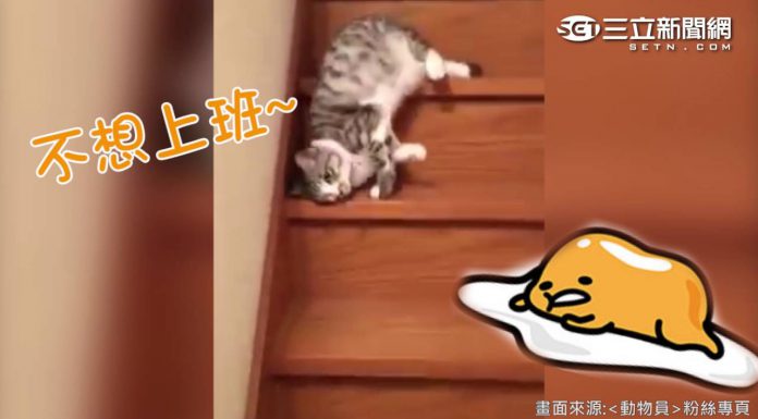 就是不想走樓梯? 讓喵星人告訴你最萌的下樓法! 滑樓梯的貓1