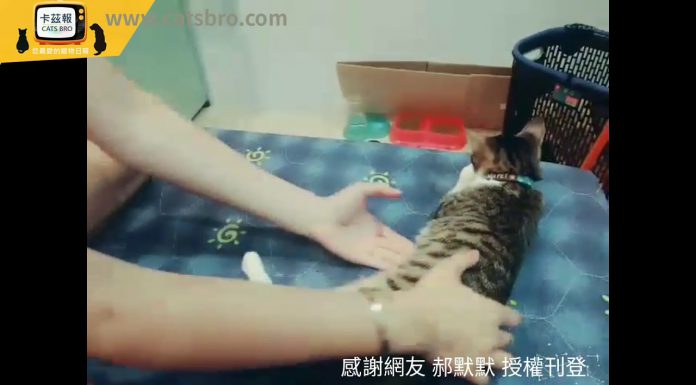 一吃飽就變成軟趴趴的麻糬貓 麻糬貓1