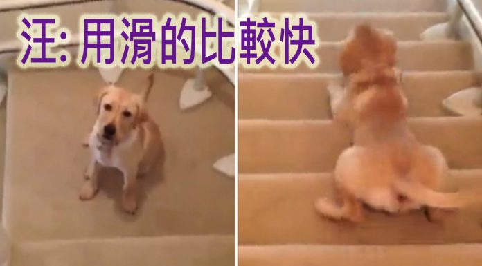 懶得下樓梯怎辦? 讓汪星人告訴你~ 滑樓梯的狗1