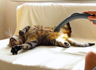 貓咪梳毛新概念? 奴才趕快來服侍朕! 愛用吸塵器的貓1