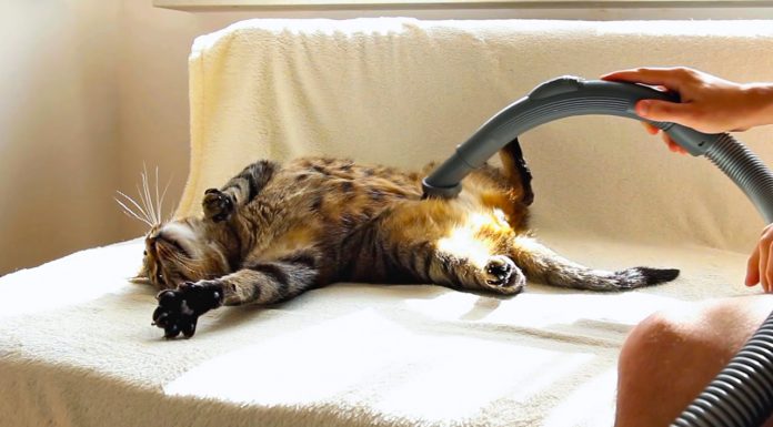 貓咪梳毛新概念? 奴才趕快來服侍朕! 愛用吸塵器的貓1