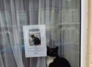 瞎!! 尋貓海報~照片中的貓居然在…??!! 尋貓海報1