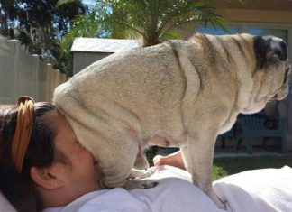 汪汪如何瞬間制服喵星人? 方法竟然很搞笑! 狗坐著2