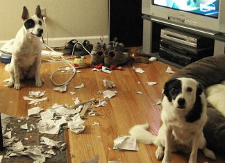 玩得太過火的旺星人,惹毛你了嗎? 破壞王4