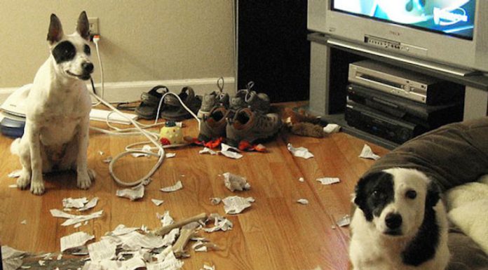 玩得太過火的旺星人,惹毛你了嗎? 破壞王4