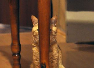 喜歡在暗處看你的忍者貓,你發現了嗎?