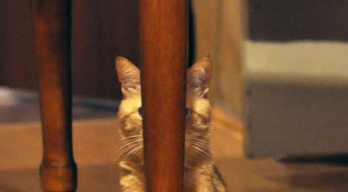 喜歡在暗處看你的忍者貓,你發現了嗎?