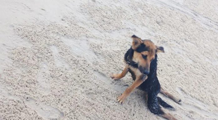 在泰國海灘上發現癱瘓小狗,結果…