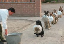 排隊等吃飯的中國警犬~ 排隊等晚餐的狗