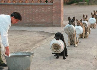 排隊等吃飯的中國警犬~ 排隊等晚餐的狗