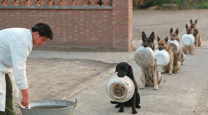 排隊等吃飯的中國警犬~ 排隊等晚餐的狗