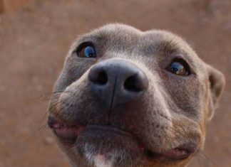 微笑的狗帶給我們一整天的好心情~ 微笑的狗2