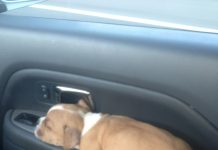 狗兒喜歡在哪裡睡覺? 睡在車裡的狗2