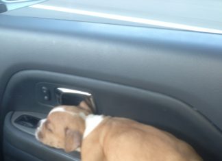 狗兒喜歡在哪裡睡覺? 睡在車裡的狗2