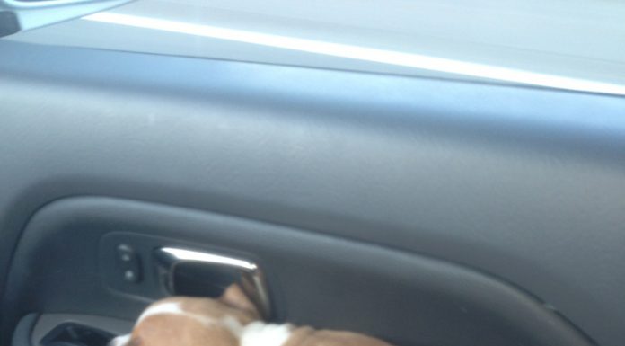 狗兒喜歡在哪裡睡覺? 睡在車裡的狗2