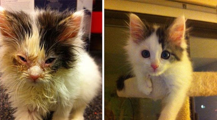 浩劫重生!!! 經歷人生最大慘事的喵喵~請準備好面紙!! 貓的重生照12