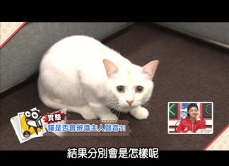 猜! 這四隻貓咪會分辨主人的聲音嗎? 白貓1