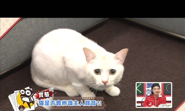 猜! 這四隻貓咪會分辨主人的聲音嗎? 白貓1
