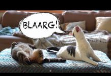 天啊! 發出怪聲的貓~! 毛毛的 發出怪聲的貓