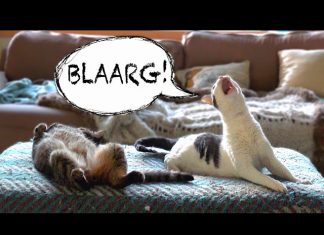 天啊! 發出怪聲的貓~! 毛毛的 發出怪聲的貓