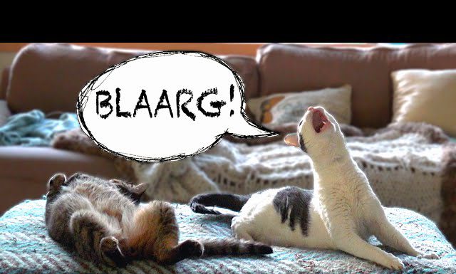 天啊! 發出怪聲的貓~! 毛毛的 發出怪聲的貓