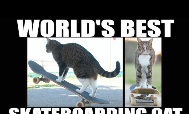 澳洲最頂尖的滑板高手! 看了很想要有一隻 貓溜滑板3