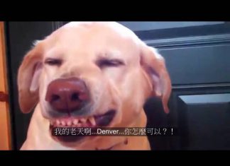 誰偷吃了貓食?? 主人科學辦案 偷吃貓食的狗1