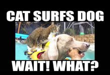 貓狗一起玩水~這隻貓沉著穩重的神態站在狗兒背上~ 貓與狗游泳1