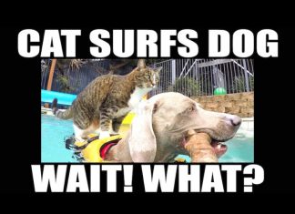 貓狗一起玩水~這隻貓沉著穩重的神態站在狗兒背上~ 貓與狗游泳1