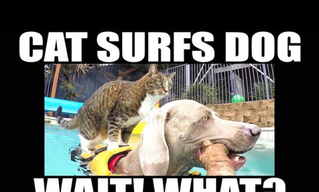 貓狗一起玩水~這隻貓沉著穩重的神態站在狗兒背上~ 貓與狗游泳1