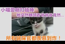 小貓打瞌睡的模樣永遠看不膩~ 牠最後沒有直接倒地睡著,居然跟一旁的主人…! 打瞌睡貓1