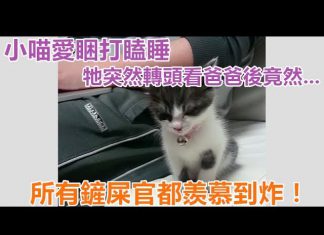 小貓打瞌睡的模樣永遠看不膩~ 牠最後沒有直接倒地睡著,居然跟一旁的主人…! 打瞌睡貓1