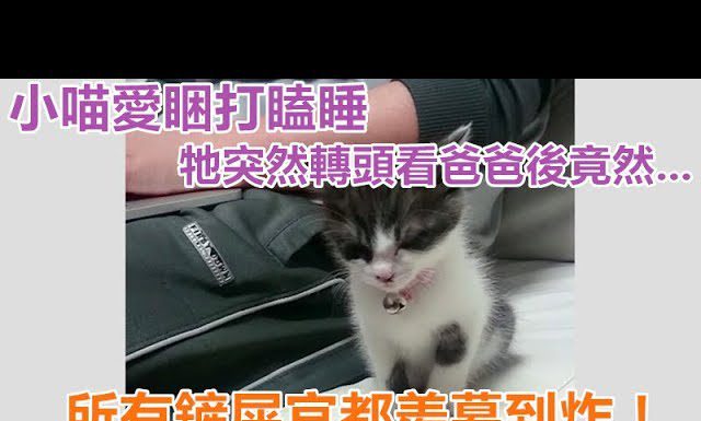 小貓打瞌睡的模樣永遠看不膩~ 牠最後沒有直接倒地睡著,居然跟一旁的主人…! 打瞌睡貓1