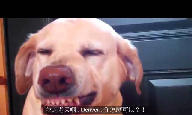 誰偷吃了貓食?? 主人科學辦案 偷吃貓食的狗1