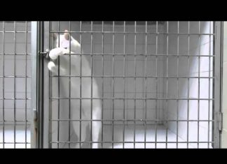 法國小白貓聽聲辨位二十秒開鎖逃獄! 逃獄貓1