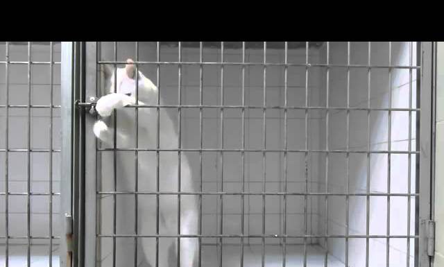 法國小白貓聽聲辨位二十秒開鎖逃獄! 逃獄貓1