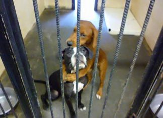 貓狗兒們抱著哭泣的求助聲你聽見了嗎? 趕快拯救他們的生命吧! 領養狗2