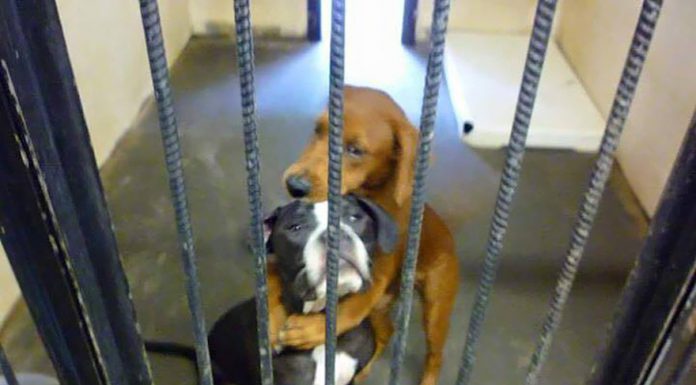 貓狗兒們抱著哭泣的求助聲你聽見了嗎? 趕快拯救他們的生命吧! 領養狗2