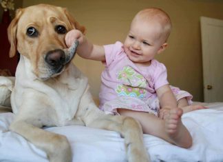 毛小孩顧小小孩~畫面超療癒~ 狗和小孩38