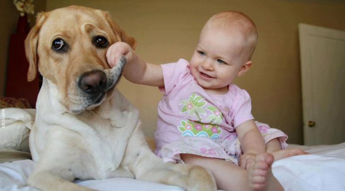 毛小孩顧小小孩~畫面超療癒~ 狗和小孩38