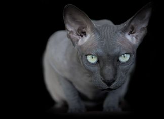 生來就酷似外星生物的喵喵!! 慎入~