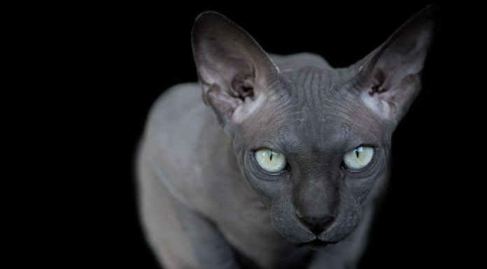 生來就酷似外星生物的喵喵!! 慎入~